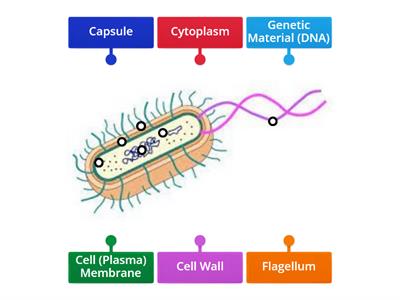 Bacteria (Prokaryotic) Cell