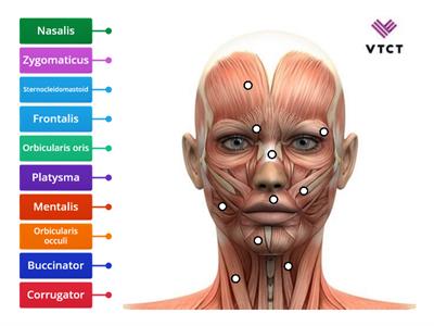 Muscles of the face and neck