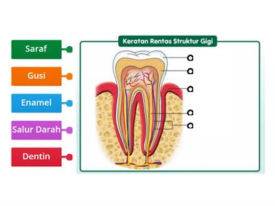 Sains Tahun 3 Struktur Gigi Manusia 