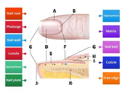 Structure of the Nail 