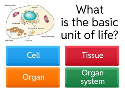 Biology Quiz – High School Level