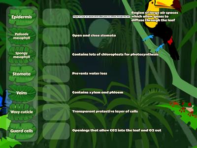 Structures of a Leaf