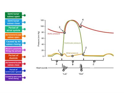 Cardiac cycle pressures