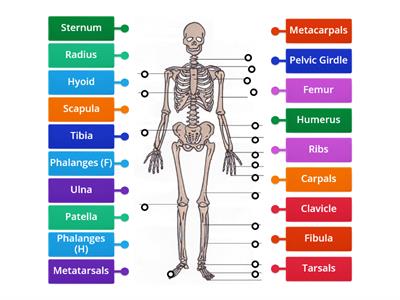 M & J's Level 3 Bones of the Skeleton exit game