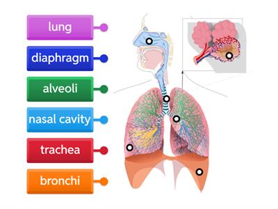 Respiratory system