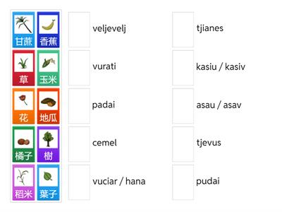 9.族語認證-初級中排-植物水果