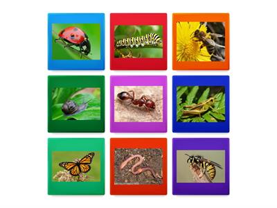 FLASHCARDS INSECTS