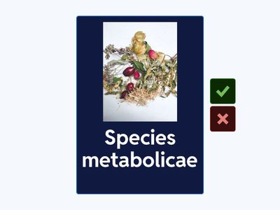 Латинські назви зборів