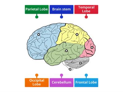 Parts of the Brain 