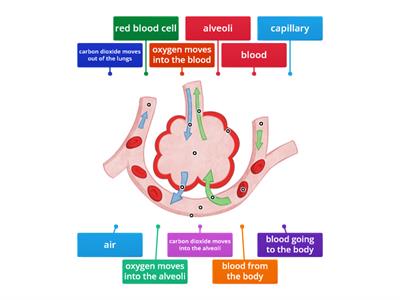 Gas Exchange in the Alveoli