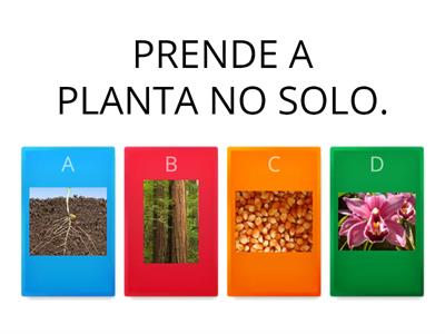 PLANTAS