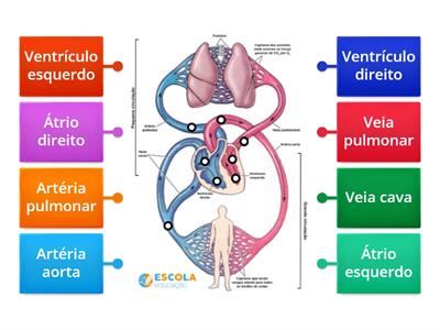 Sistema Circulatório