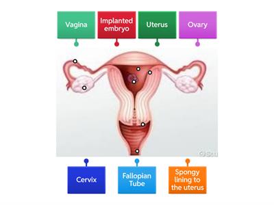 Female Reproductive System Labels