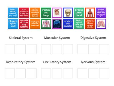  Human Body Systems Structures and Functions