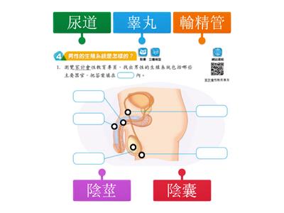 P5常_第1冊第3課_青春期的生理變化4 (男性的生殖系統)