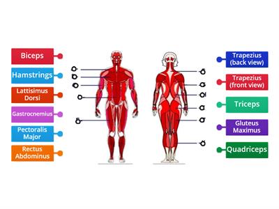 Muscular System