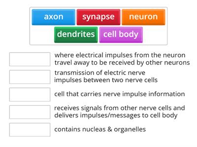 Nervous System match-up