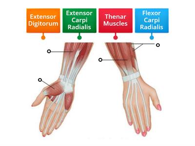 Muscle Positions for VRQ L2 Manicure