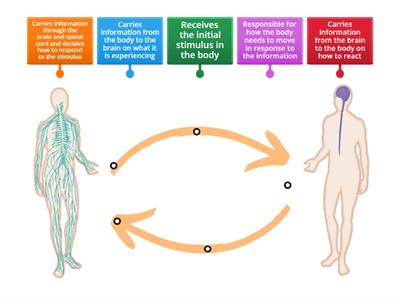 Functions of the Neural Chain