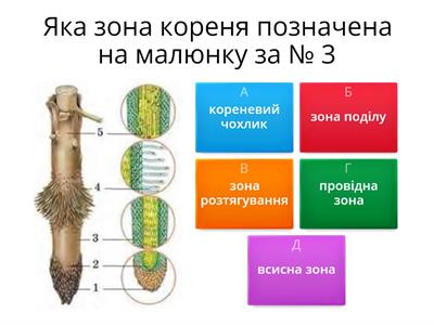 Будова кореня. Видозміни кореня.