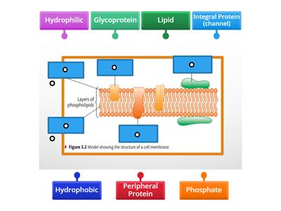 Basic Cell Membrane Label