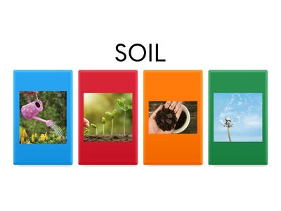 THE PLANTS (VOCABULARY)