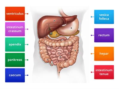 Trávicí soustava - orgány
