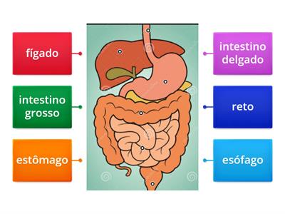 Sistema digestivo