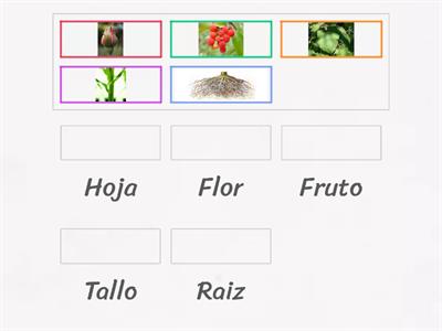 Adivina las partes de la planta