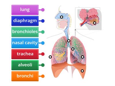 Respiratory system diagram