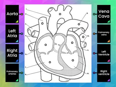Heart Diagram