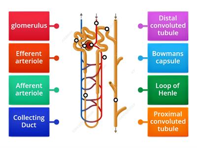 Nephron labelling