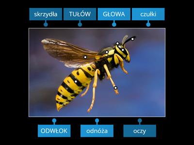 Stawonogi - budowa zewnętrzna owada