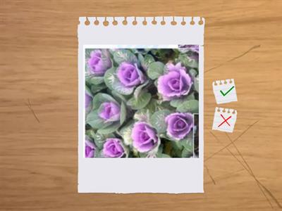 造園丙級識別圖卡