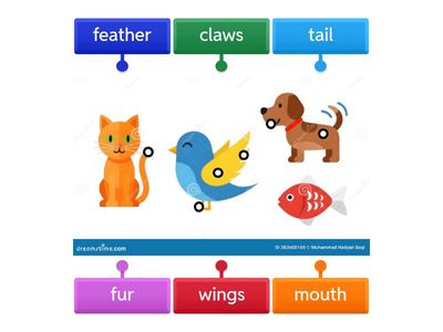 Evelina-Animal body parts