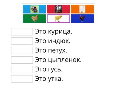 Домашние птицы и их птенцы - Кто это? - Сопоставить