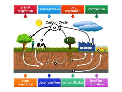 Carbon Cycle