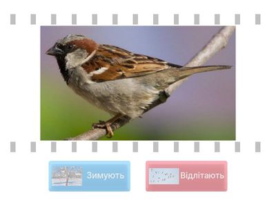 Копія Птахи