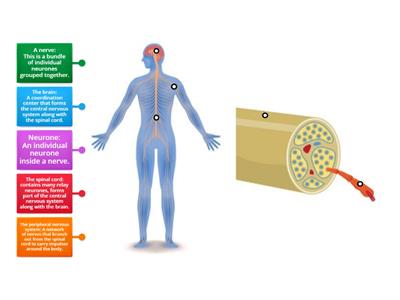 Nervous System And Nerves