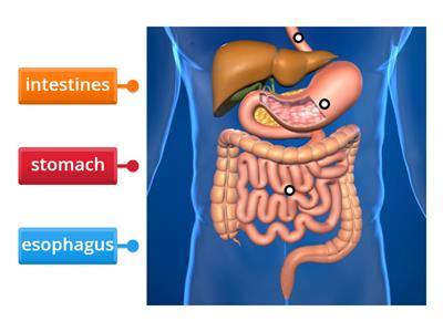 Digestive system 