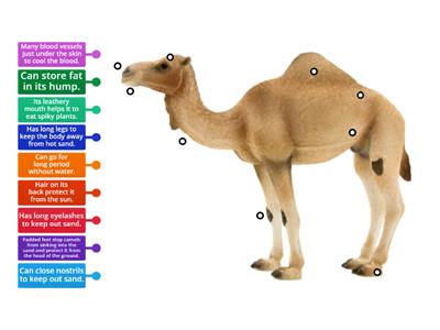 KS3 Adaptation - Camel