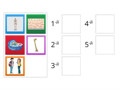Рівні організації організмів. Пізнаємо природу 5 клас.