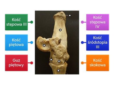 Kości i staw stępu konia
