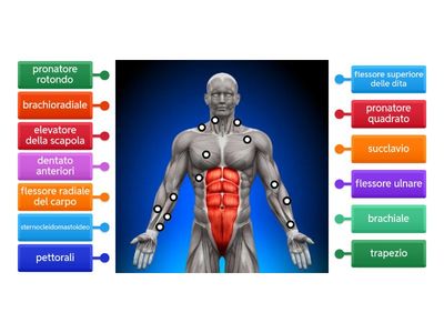 Arti superiori (frontale)