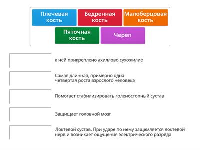 Скелет человека 