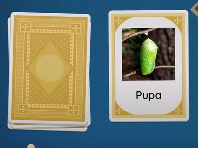 Butterfly Vocabularies