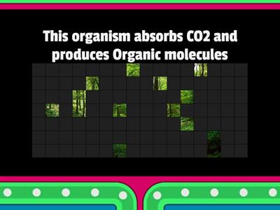 The Carbon Cycle 