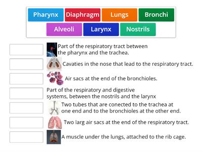 respiratory system