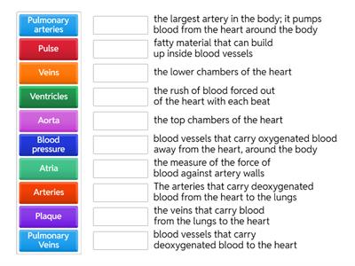 Chapter 8 Vocab-Cardiovascular system