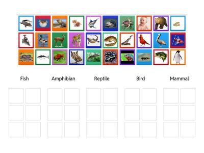 Animal Classification Group Sort